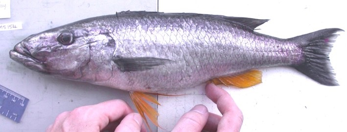 Rhamphochromis sp. 'nkhwazi'